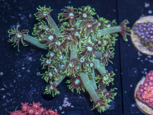 Goniopora
