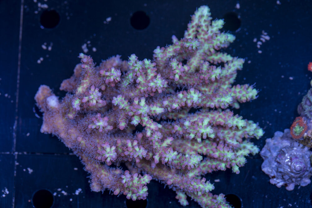 Acropora