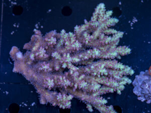 Acropora