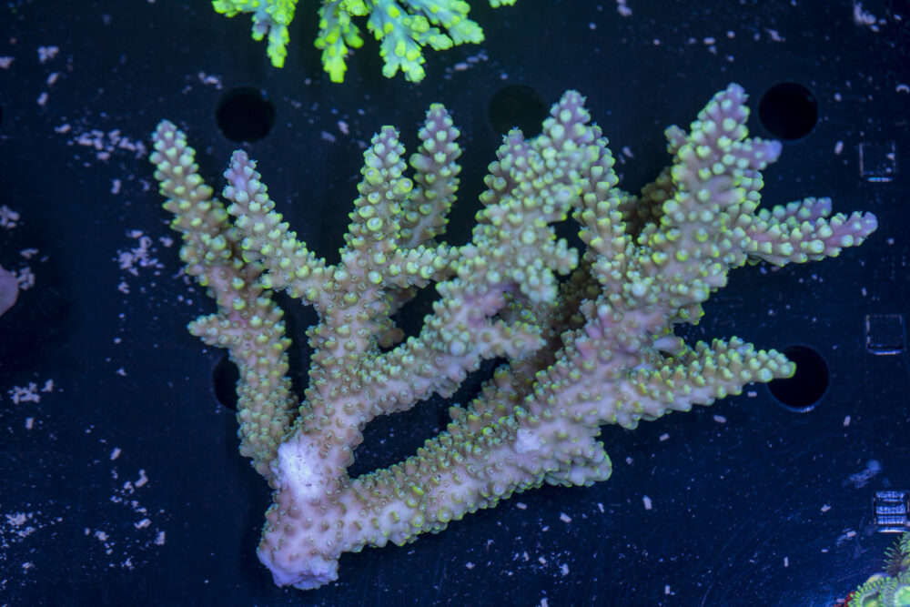 Acropora