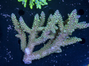 Acropora