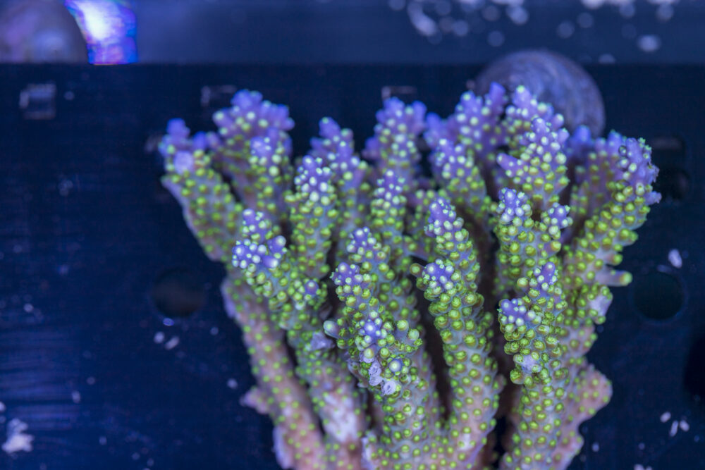 Acropora