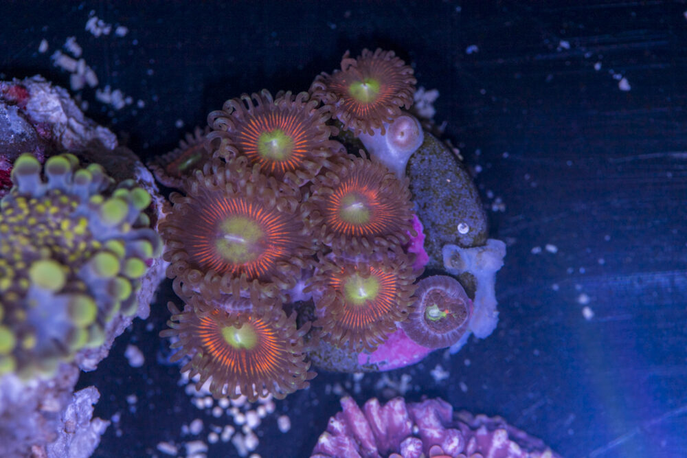 Zoanthids - Everlasting Gobstopper