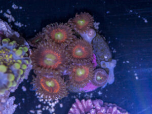 Zoanthids - Everlasting Gobstopper