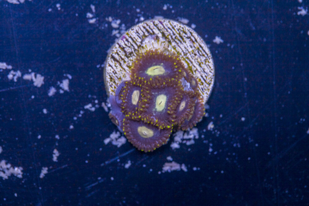 Zoanthids