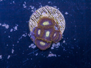 Zoanthids