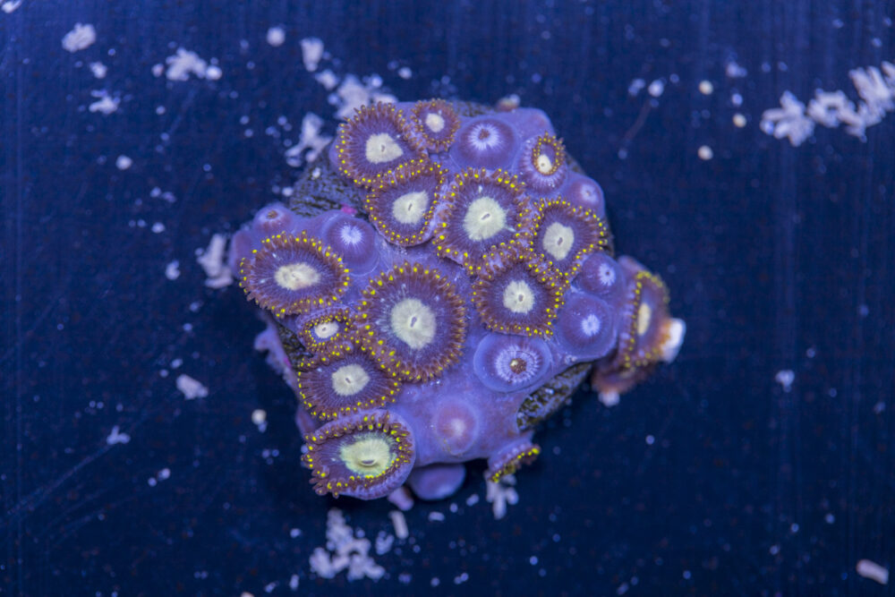 Zoanthids