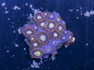 Zoanthids