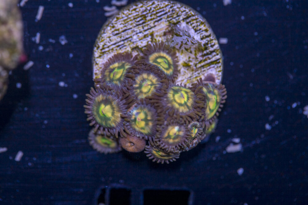 Zoanthids