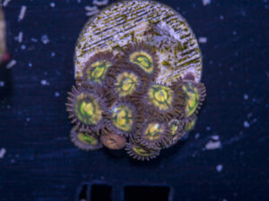 Zoanthids