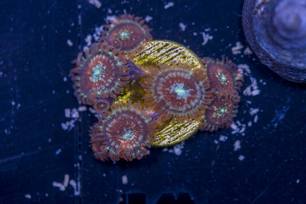 Zoanthids - Magicians