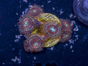 Zoanthids - Magicians
