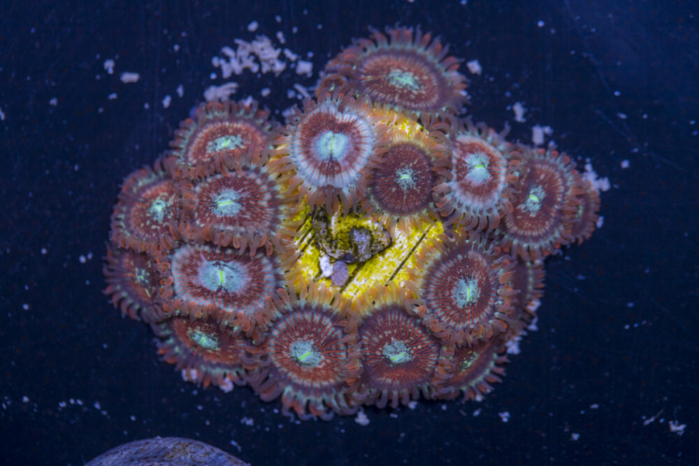 Zoanthids - Magicians