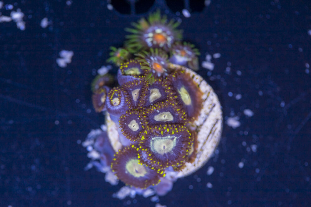 Zoanthids