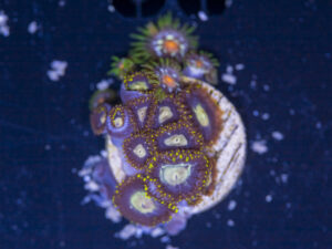 Zoanthids