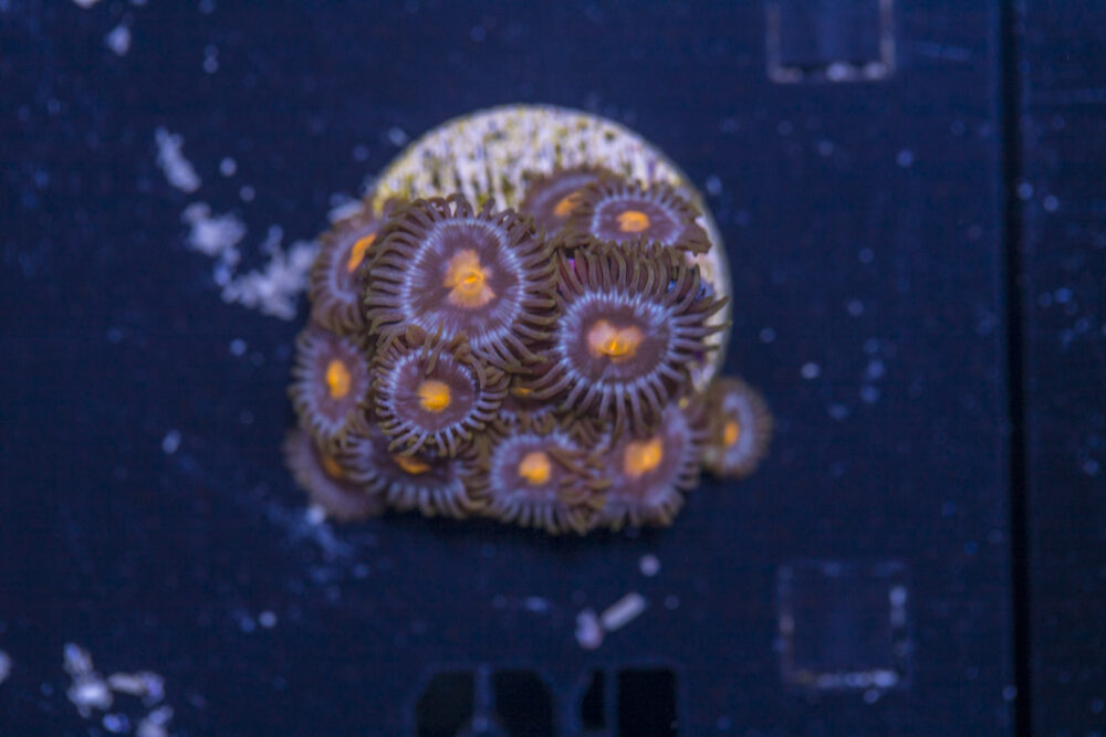 Zoanthids
