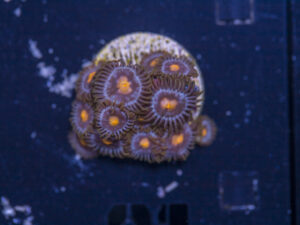 Zoanthids