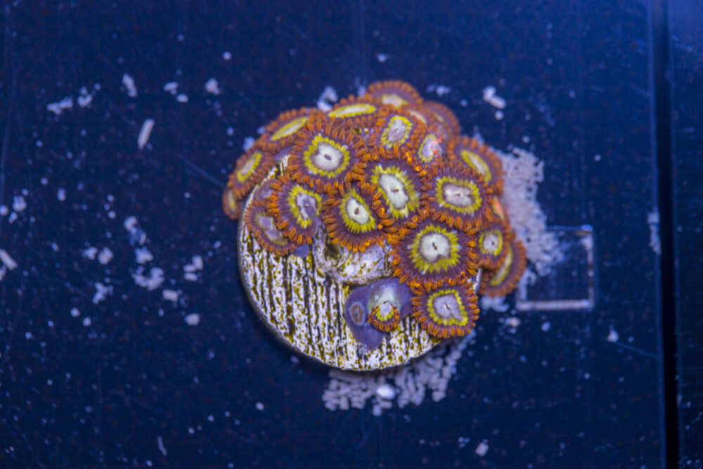 Zoanthids