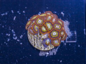 Zoanthids