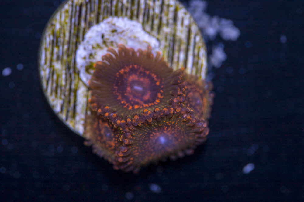 Zoanthids - JF Azz Krak