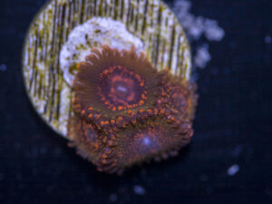 Zoanthids - JF Azz Krak