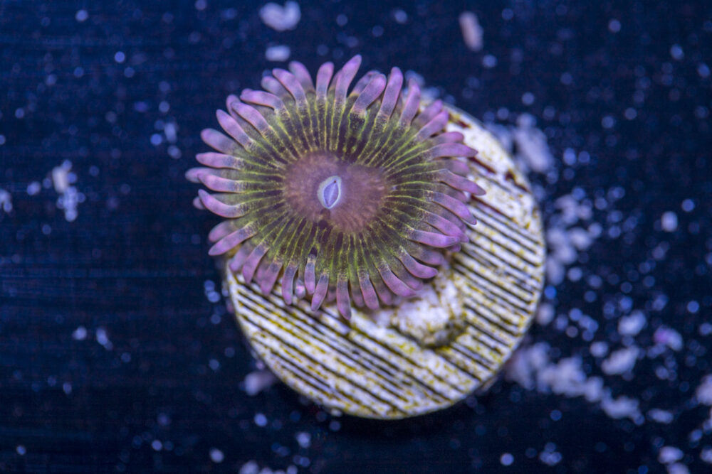 Zoanthids - Chiquita