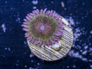 Zoanthids - Chiquita