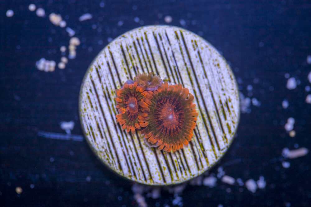 Zoanthids - Speckled Krak