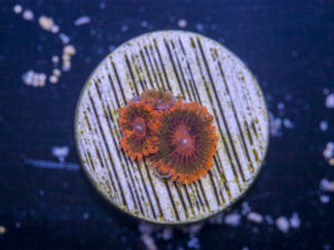 Zoanthids - Speckled Krak
