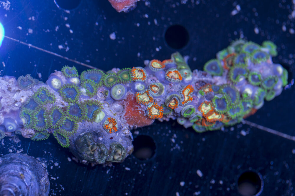Zoanthids