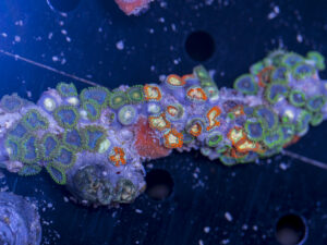 Zoanthids