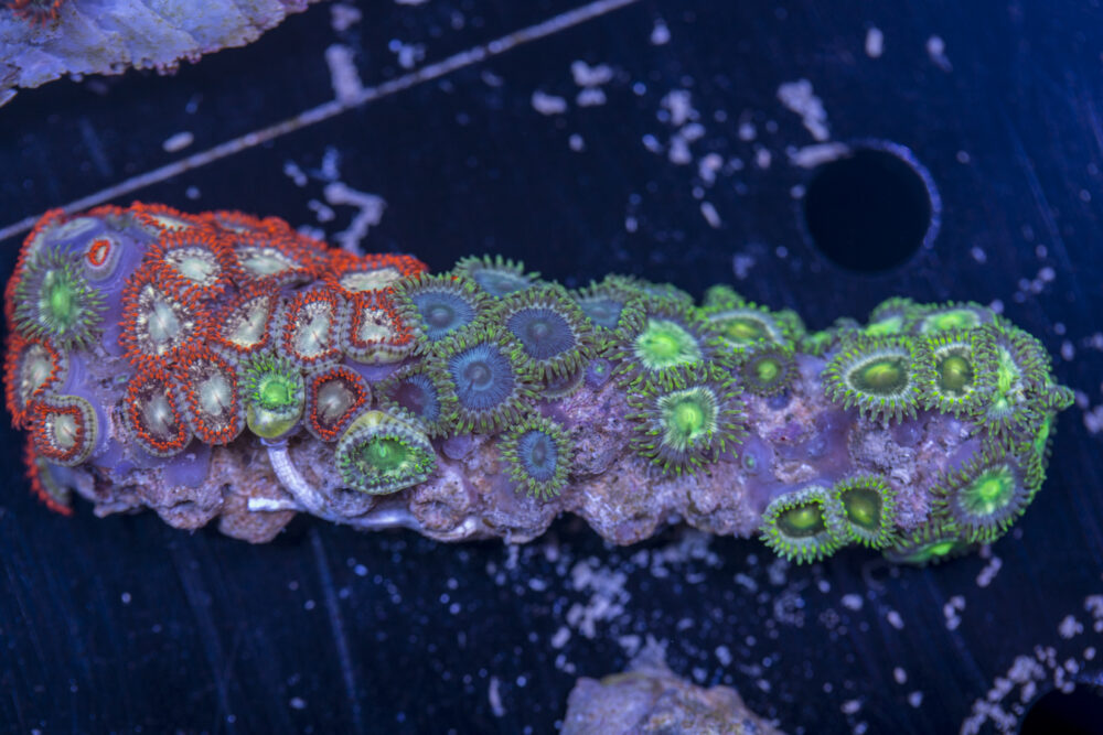 Zoanthids