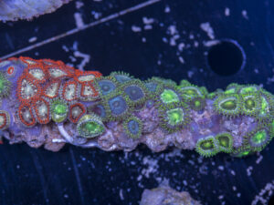 Zoanthids
