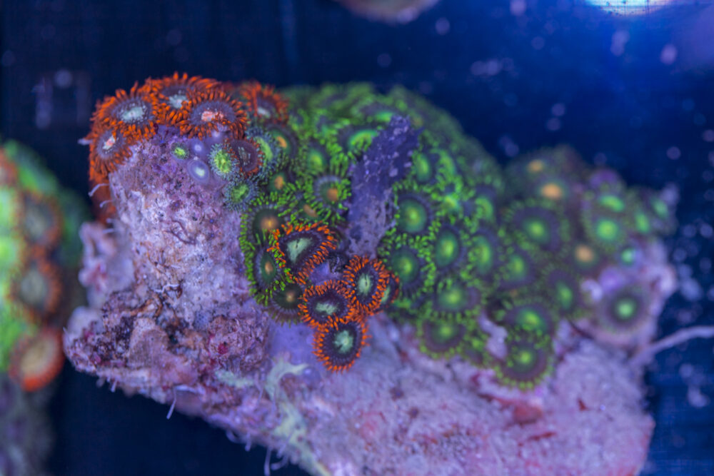 Zoanthids
