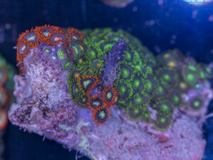 Zoanthids