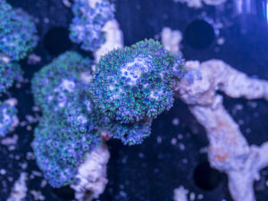 Sympodium