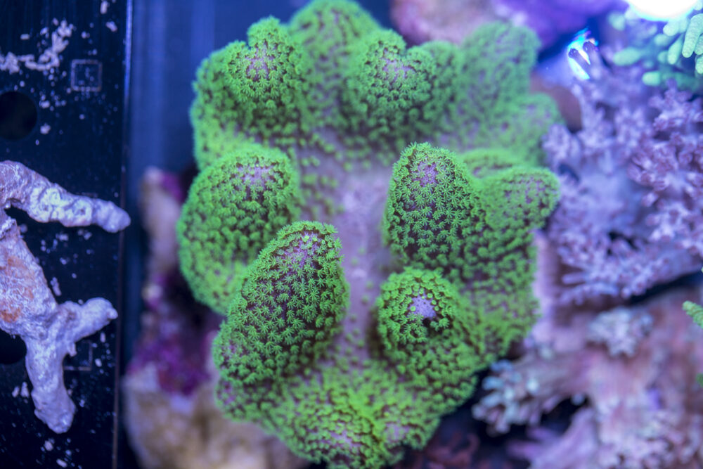 Toadstool Leather