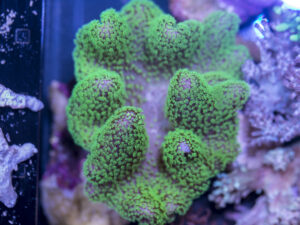 Toadstool Leather
