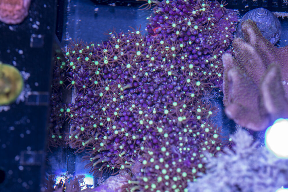 Star Polyp