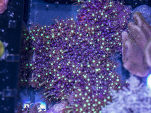 Star Polyp