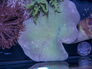 Toadstool Leather