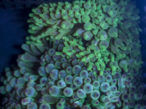 Bubble Tip Anemone