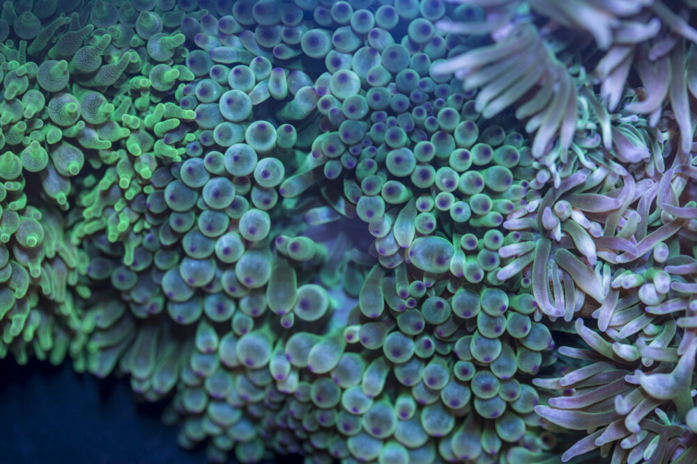 Bubble Tip Anemone