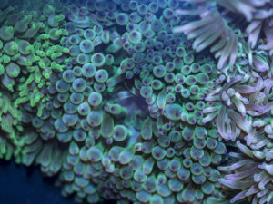 Bubble Tip Anemone