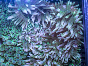 Bubble Tip Anemone