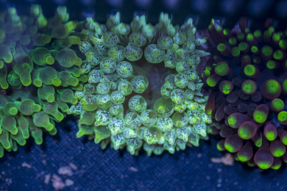 Bubble Tip Anemone - Frosted