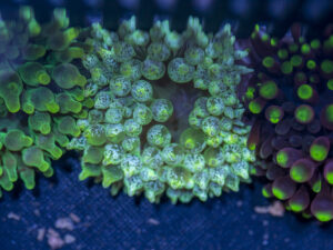 Bubble Tip Anemone - Frosted
