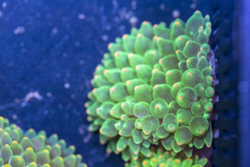 Bubble Tip Anemone