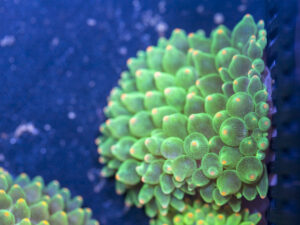 Bubble Tip Anemone