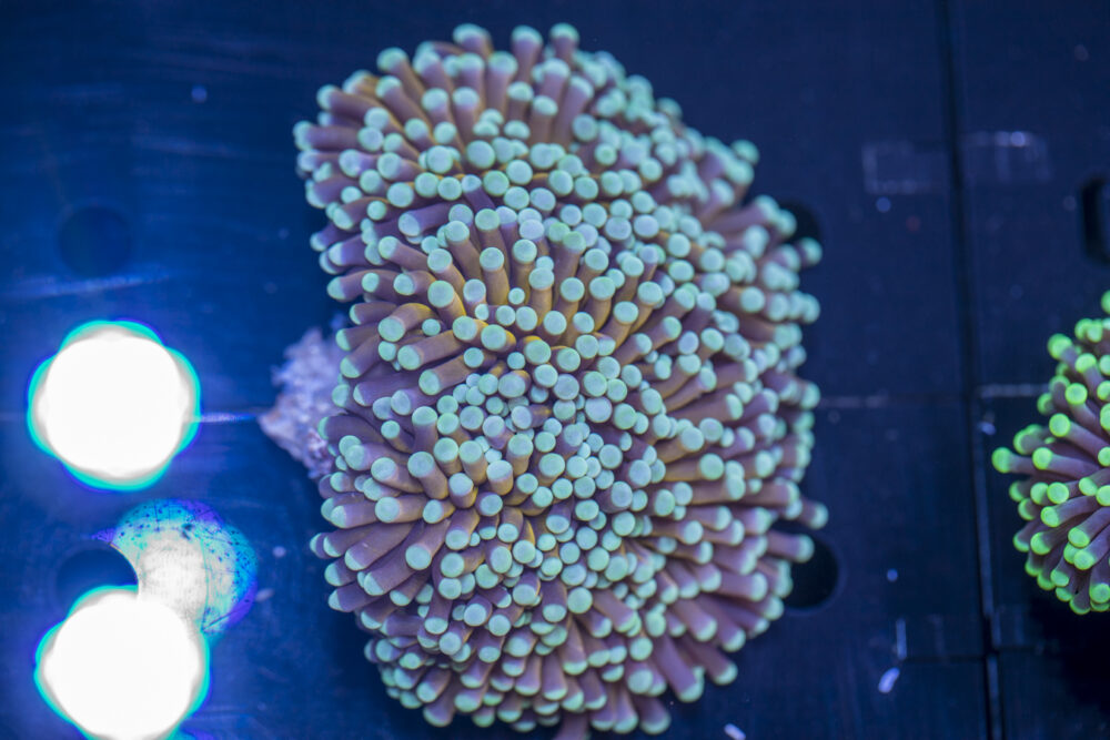 Torch - Mint Tip Gold